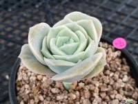 러블리로즈 - 엑스플랜트