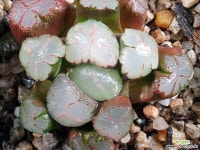 천조 72-22 - 엑스플랜트