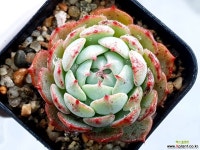 안다미로 24-71 - 엑스플랜트