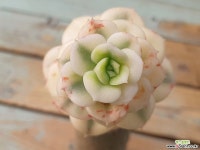 아름다운 금발 묵둥이 니크셔나금-123 - 엑스플랜트