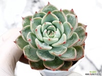 치와와러브파이어 25-165 - 엑스플랜트