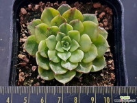 비바칠레금1589 - 엑스플랜트