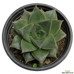 슈퍼대화금 : 다육식물 - 엑스플랜트