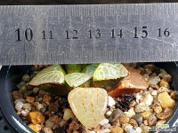 수정101 81-28 - 엑스플랜트