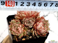 벤바디스 27-479 - 엑스플랜트