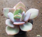 백봉 - 엑스플랜트