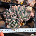 롤리폴리 900128 - 엑스플랜트