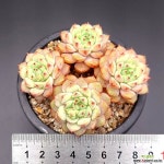 에일린 3765 - 엑스플랜트