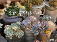 [다온] 옹구아클라타 210128 - 엑스플랜트