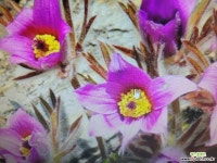 동강할미꽃 - 엑스플랜트