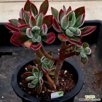 (1月)부용85 - 엑스플랜트