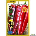 고추씨앗종자 신로또킹(1200립) : 채소/곡물 씨앗 - 엑스플랜트