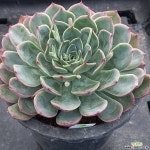 (1月)모산大16 - 엑스플랜트