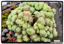 자영철화 대품 - 엑스플랜트