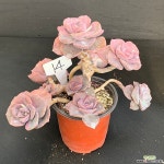 짚시0129-14 - 엑스플랜트