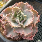 클레오파트라(1498) - 엑스플랜트