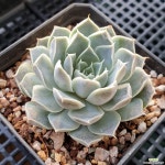 지로(283) - 엑스플랜트