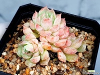 레드홀 31-264 : 다육식물 - 엑스플랜트