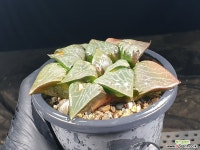 빙하(중대묘) 88-27 - 엑스플랜트