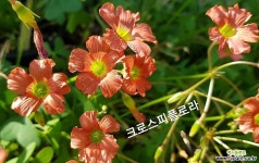 크로스비플로라(사랑초) : 관엽식물 - 엑스플랜트