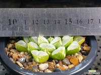 러브하트 89-25 - 엑스플랜트