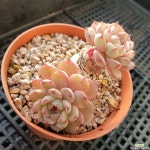 미니마(1247) - 엑스플랜트