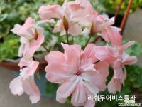 러쉬무어리벌(조날틱제라늄) : 관엽식물 - 엑스플랜트