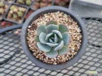 피아세븐 : 다육식물 - 엑스플랜트 피아세븐  : 다육식물 - 엑스플랜트