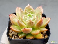 라조야sp 34-282 - 엑스플랜트