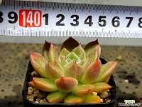 라조야sp 34-282 - 엑스플랜트