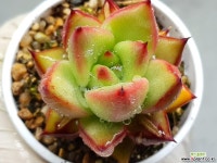 홍로 34-375 - 엑스플랜트