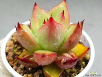 홍로 34-375 - 엑스플랜트