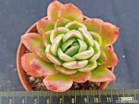 라즈아가2473 - 엑스플랜트