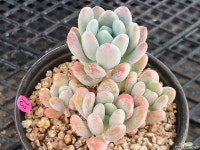 미야꼬오도리모듬 - 엑스플랜트