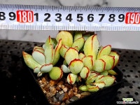 초코라인 36-476 - 엑스플랜트