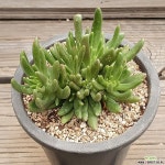 파키포리아(자연군생) - 엑스플랜트