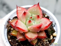 홍로 37-416 - 엑스플랜트