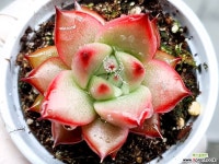 홍로 37-416 - 엑스플랜트