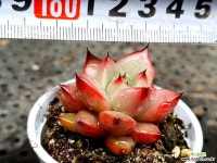 홍로 37-416 - 엑스플랜트