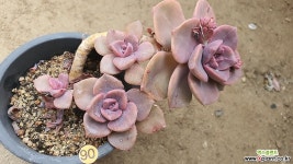 짚시02101 - 엑스플랜트