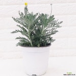 유리호프스 부와 권위를 상징하는 노란꽃 [하늘꽃농원] : 공기정화식물 - 엑스플랜트