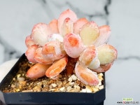 청키 39-110 - 엑스플랜트