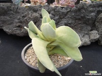 신도금 0212 - 엑스플랜트