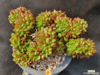 026. 레티지아철화 - 엑스플랜트