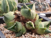 102-1163 - 엑스플랜트