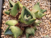 102-1163 - 엑스플랜트