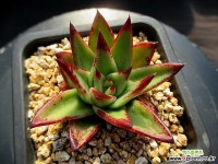 립스틱 2-266 - 엑스플랜트