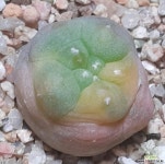 선인장금 흔치않은 귀품 - 엑스플랜트
