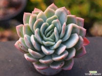 고스트버스터 C0150 - 엑스플랜트