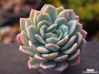 고스트버스터 C0150 - 엑스플랜트